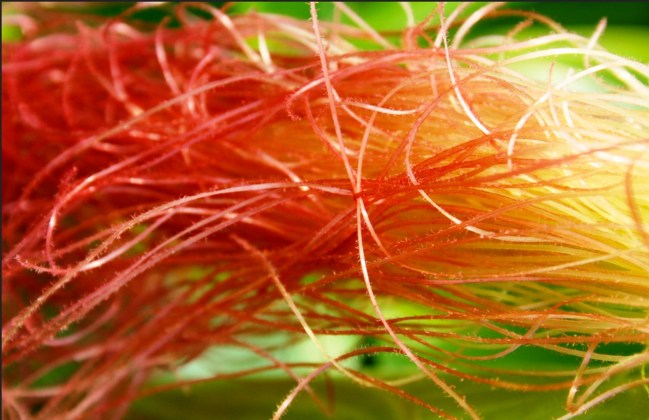 corn-silk